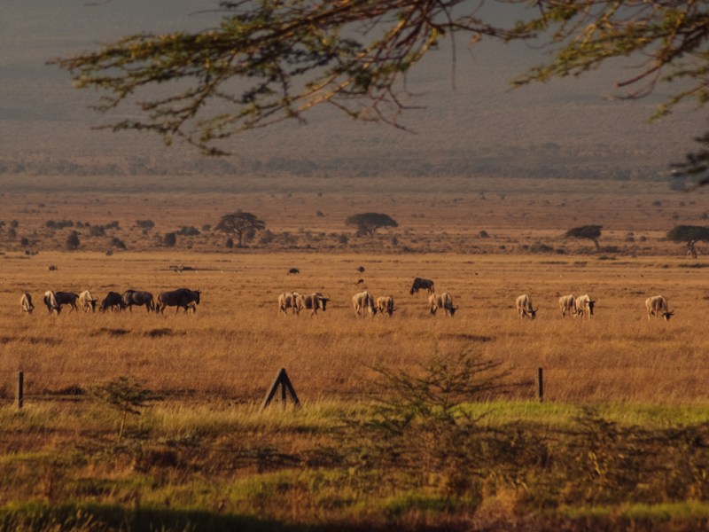 Kenia: Consejos para viajar y hacer&nbsp;safaris
