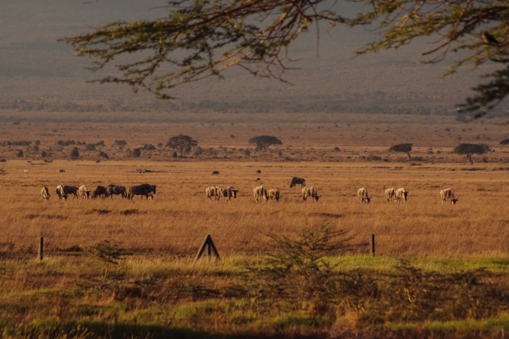 Kenia: Consejos para viajar y hacer&nbsp;safaris